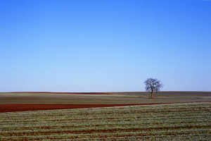 Johannes Stirba Fotografie - Ricoh Singlex TTL Cosina 1,7/50