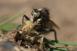 Johannes Stirba Fotografie - CANON EOS 10D Sigma 3,5/180