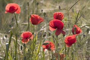 Johannes Stirba Fotografie - CANON EOS 10D CANON EF 100-400L
