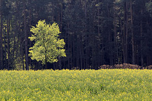Johannes Stirba Fotografie - CANON EOS 60D Tamron 70-300 VC
