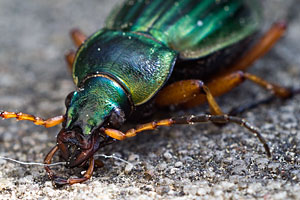Johannes Stirba Fotografie - CANON EOS 60D HAMA 4,5/150 Macro