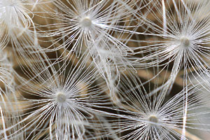 Johannes Stirba Fotografie - CANON EOS 60D ZOOMAR Macro-Kilar 2,8/90