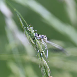 Johannes Stirba Fotografie - CANON EOS 60D Sigma 2,8/105