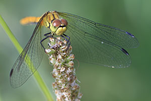 Johannes Stirba Fotografie - CANON EOS 60D Noflexar 3,8/200