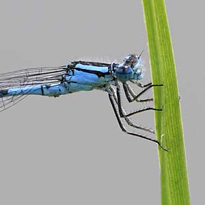 Johannes Stirba Fotografie - CANON EOS 60D Carl Zeiss Jena Germinar 9/180