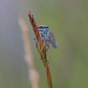 Johannes Stirba Fotografie - CANON EOS 60D Novoflex Noflexar 4,5/135