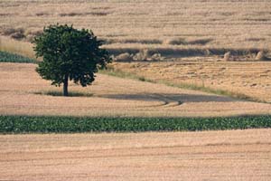 Johannes Stirba Fotografie - CANON EOS 450D EF 100-400L