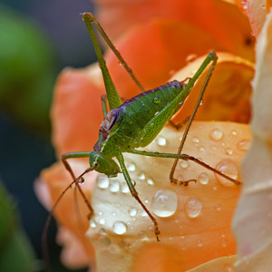 Johannes Stirba Fotografie - CANON EOS 450D Sigma 2,8/105