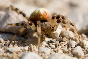 Johannes Stirba Fotografie - CANON EOS 5D Sigma 3,5/180 Macr