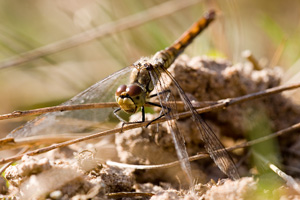 Johannes Stirba Fotografie - CANON EOS 5D Sigma 3,5/180 Macro