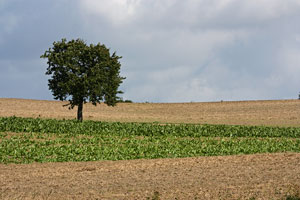 Johannes Stirba Fotografie - EOS 450D Komura 4,5/90-250