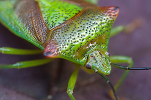 Johannes Stirba Fotografie - CANON EOS 5D Sigma 2,8/105