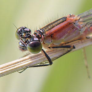 Johannes Stirba Fotografie - CANON EOS 60D Tamron 3,5/180