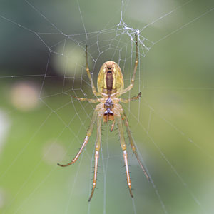 Johannes Stirba Fotografie - CANON EOS 5D Mk II EF 3,5/180 Makro